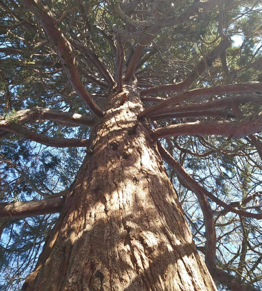 Northern California sequoia, 100-150 years old