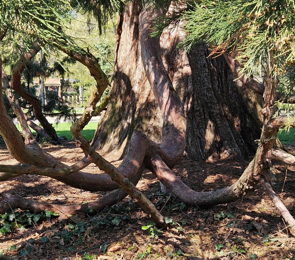 Northern California sequoia, 100-150 years old